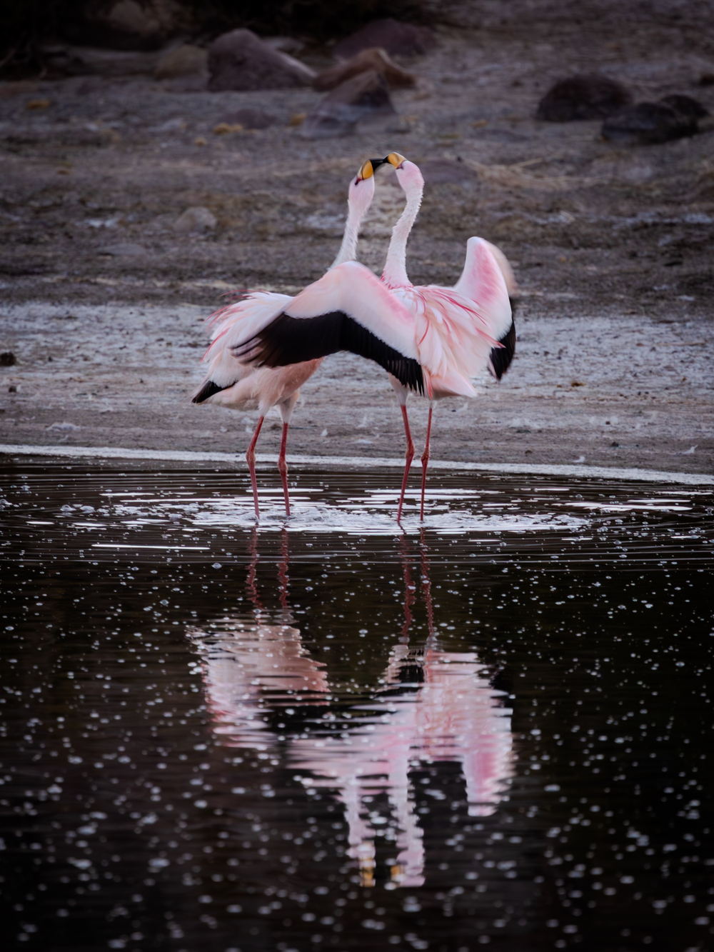 Two James’ flamingos facing each other with raised wings in shallow water