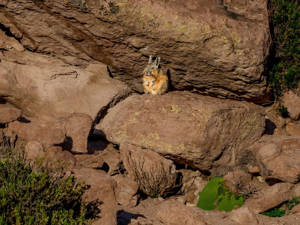 A viscacha resting on a rock ledge
