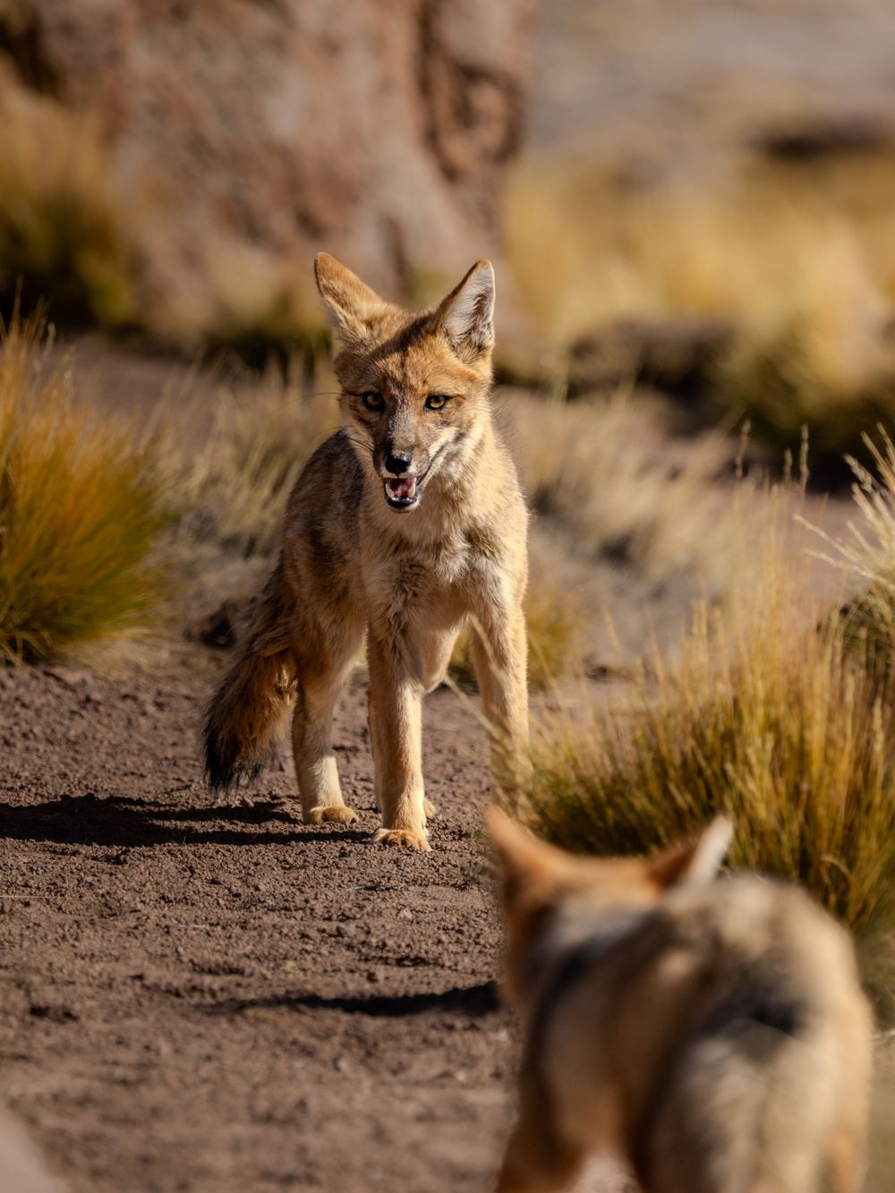 Culpeo foxes coming up the hillside