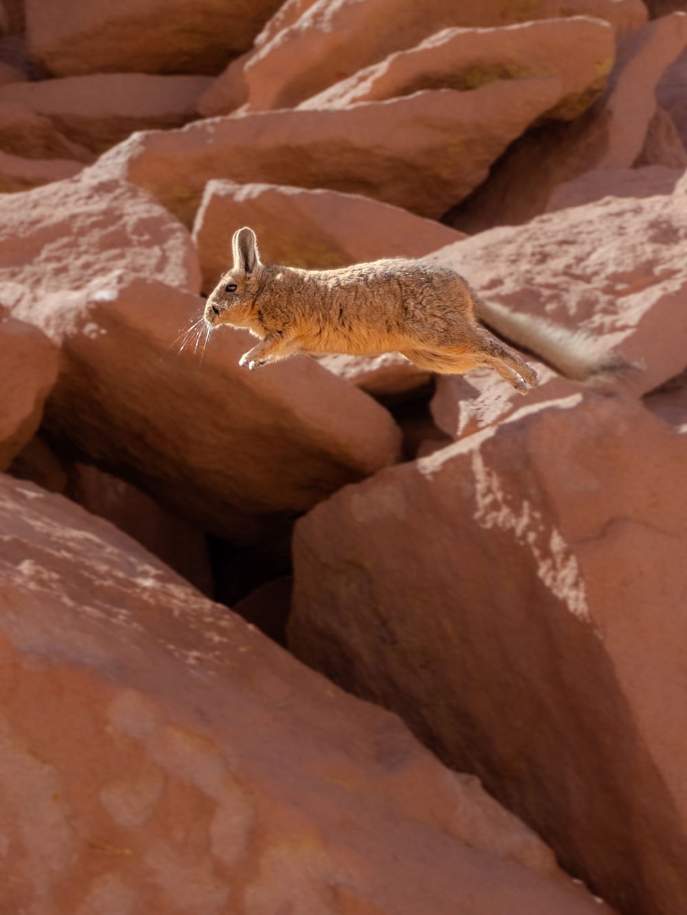 A mountain viscacha leaping across red rock