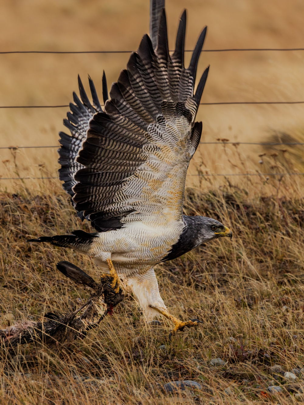A bird of prey lifting off while carrying a rabbit’s head in its talons